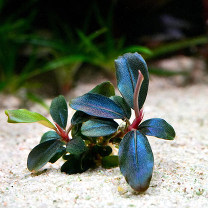 Blue-green bucephalandra sordidula blue aquarium plant on a sandy substrate with foliage background