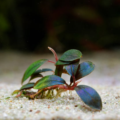 Aquatic plant bucephalandra sordidula blue with blue and green leaves leaves on a sandy substrate