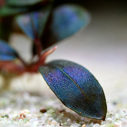 Macro shot of a blue leaf from bucephalandra sordidula blue aquatic plant