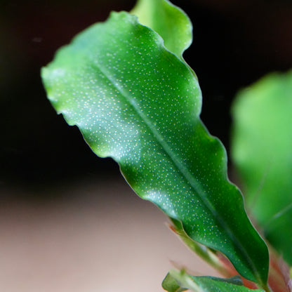 Macro shot of bucephalandra wavy green aquarium plant leaf