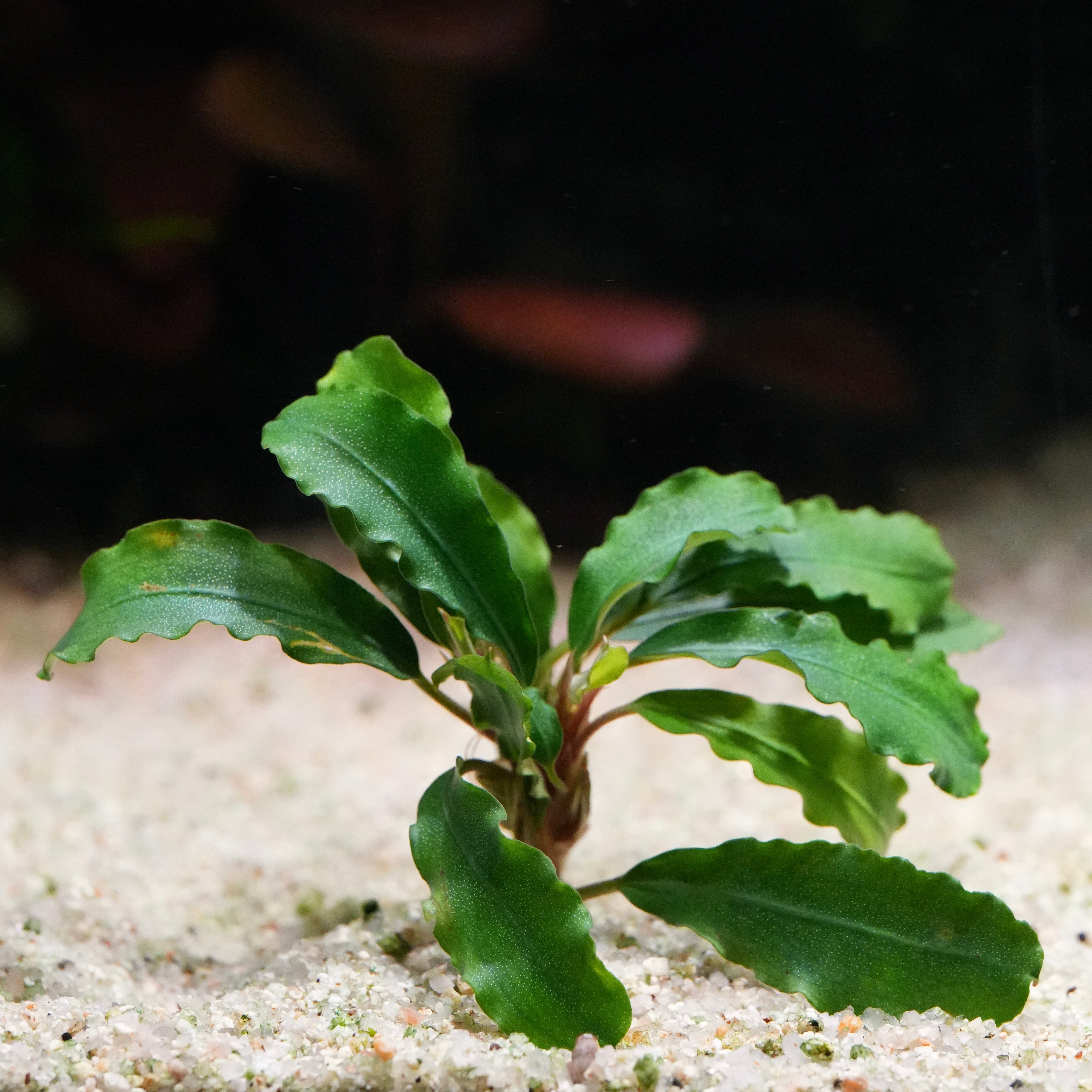 Green bucephalandra wavy green aquarium plant on a sandy substrate with a blurred background