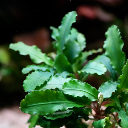 Close-up of a green leafy bucephalandra wavy green with a blurred background
