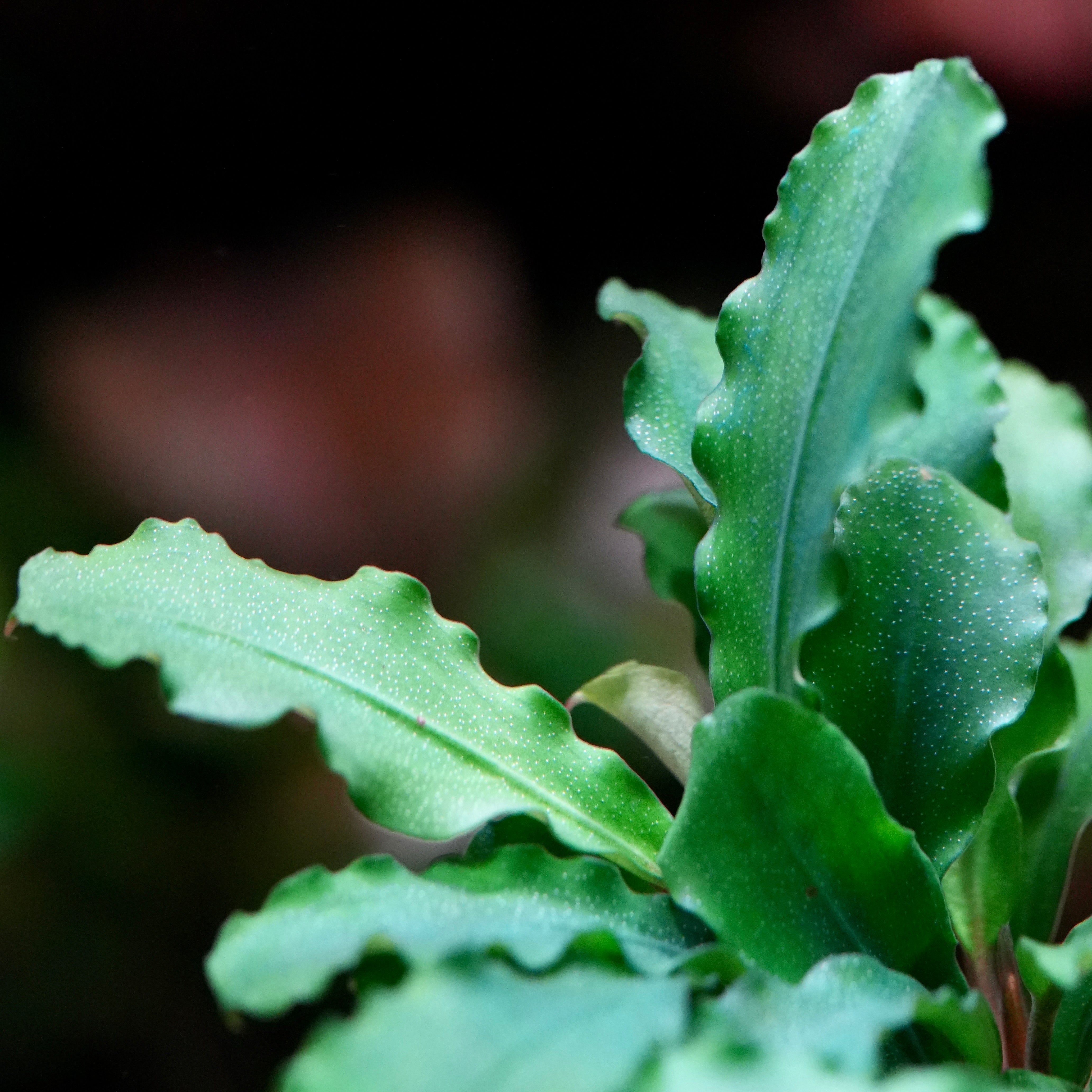 Bucephalandra 'Green Wavy' - Aquarium Plant - CloudAqua – Cloud Aqua