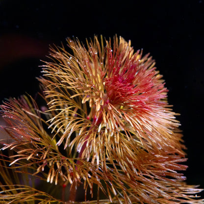 Macro shot of cabomba furcata aquarium plant red leaves