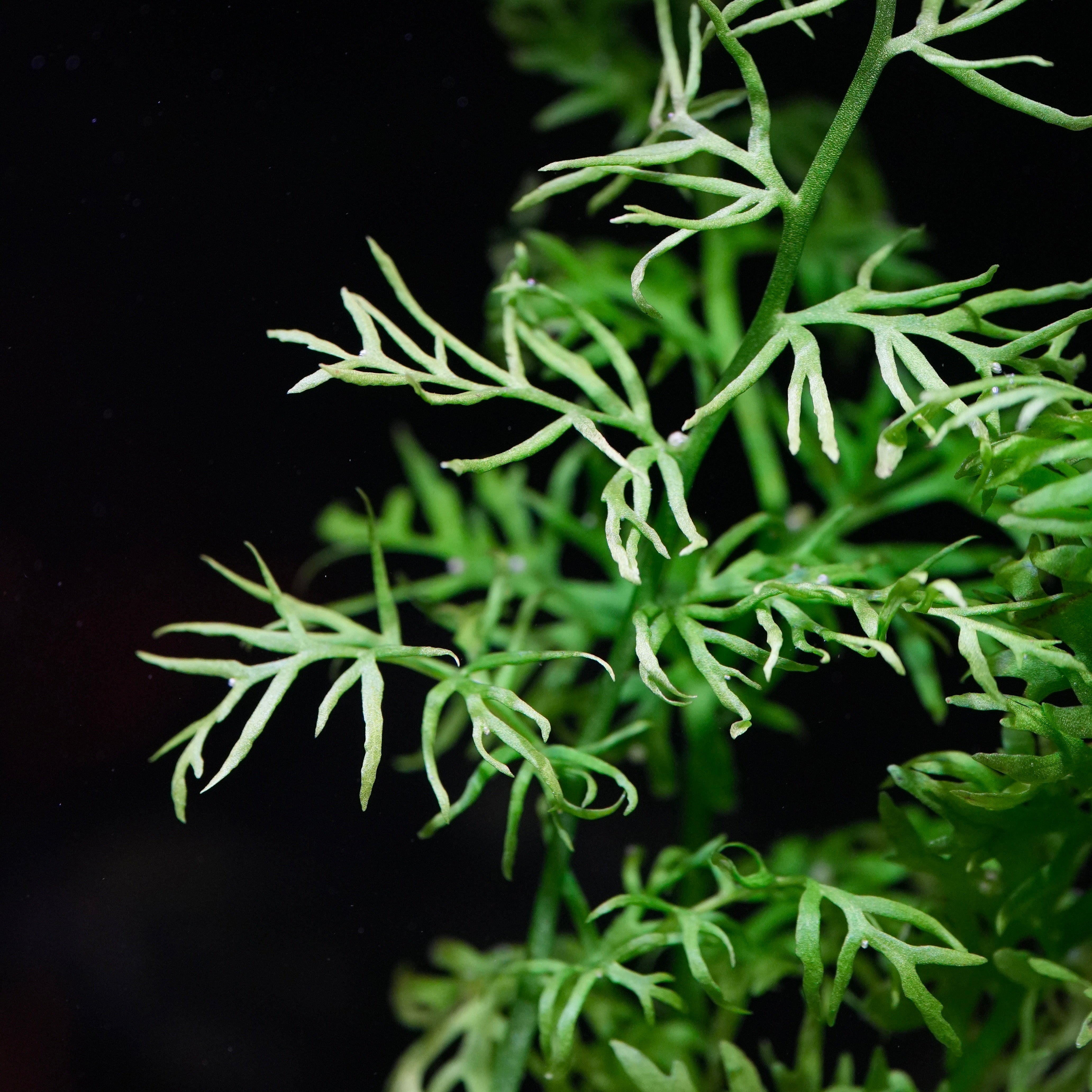 Close-up of green fern-like ceratopteris thalictroides aquatic plant intertwining