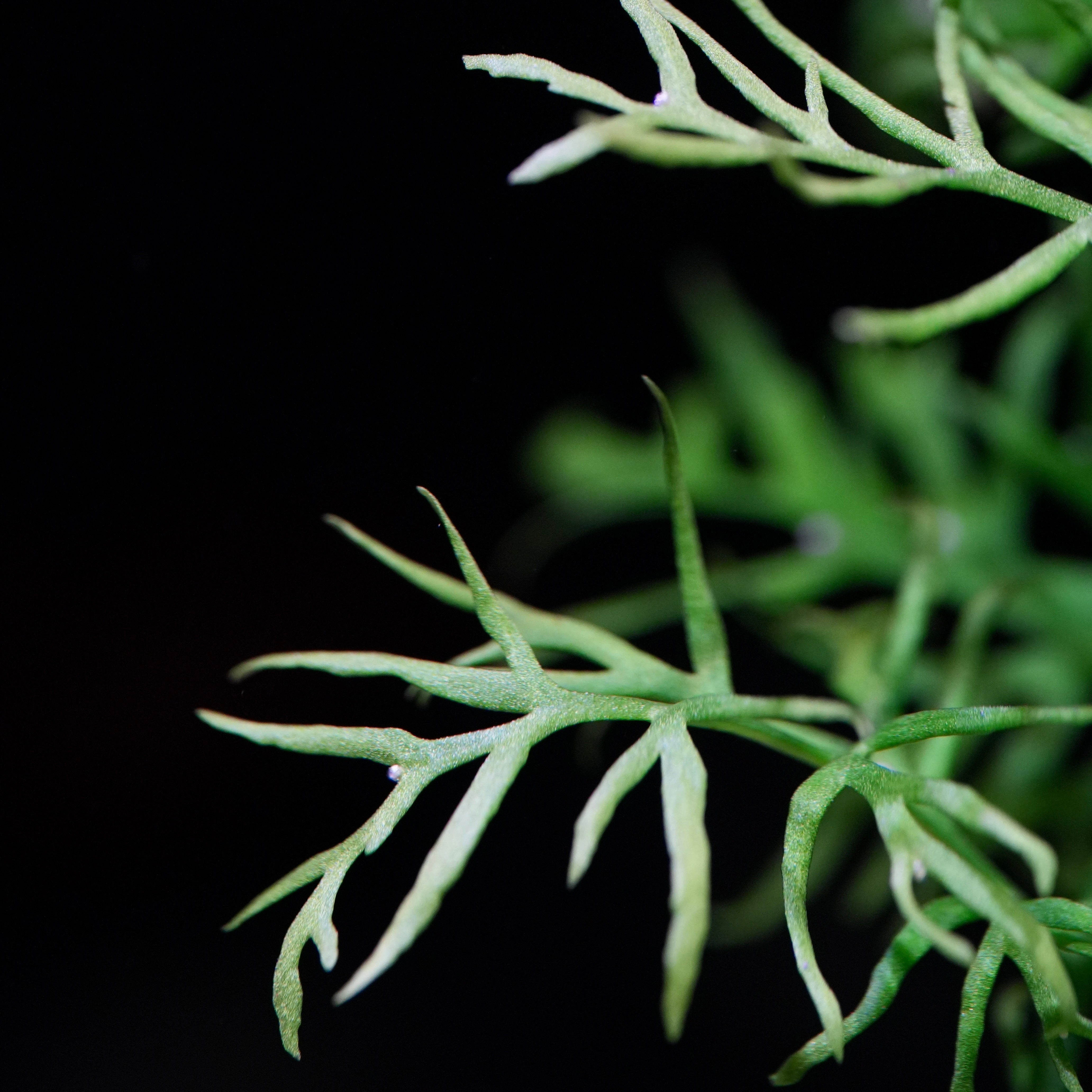 Macro shot of ceratopteris thalictroides aquatic plant leaf with offshoots
