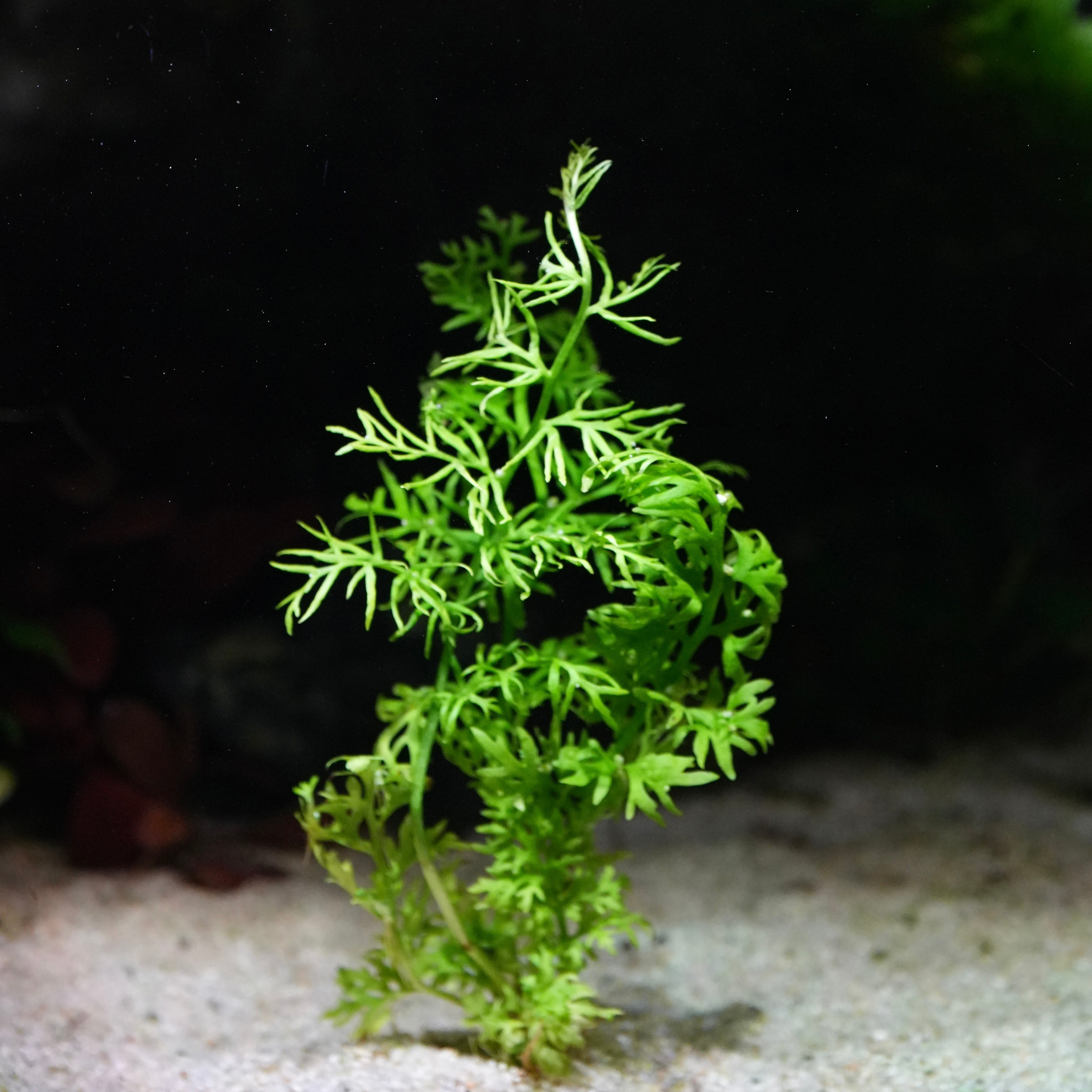 Green ceratopteris thalictroides aquatic plant with crinkled leaves on a sandy substrate