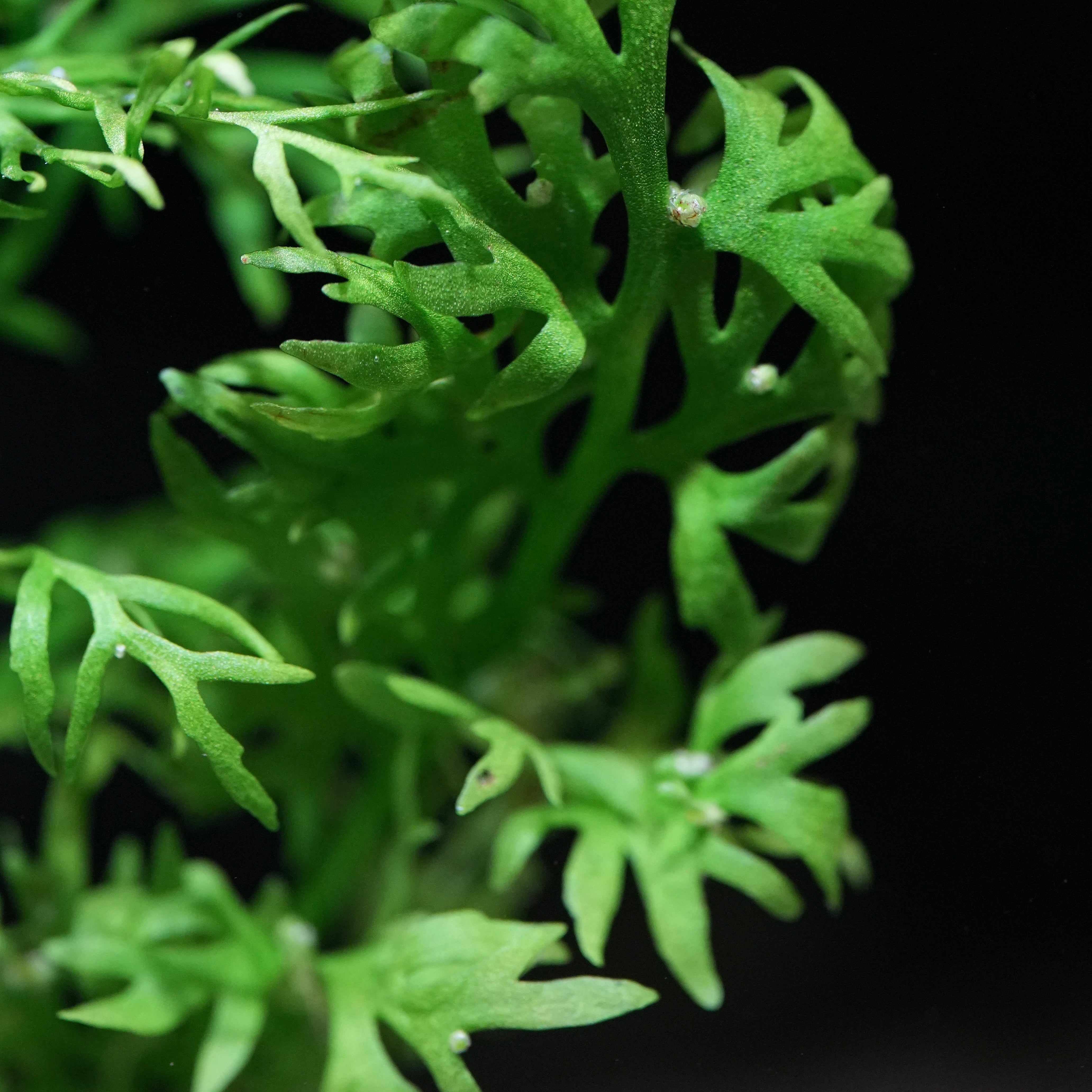 Close-up of green leafy ceratopteris thalictroides aquatic plant with wider growth 