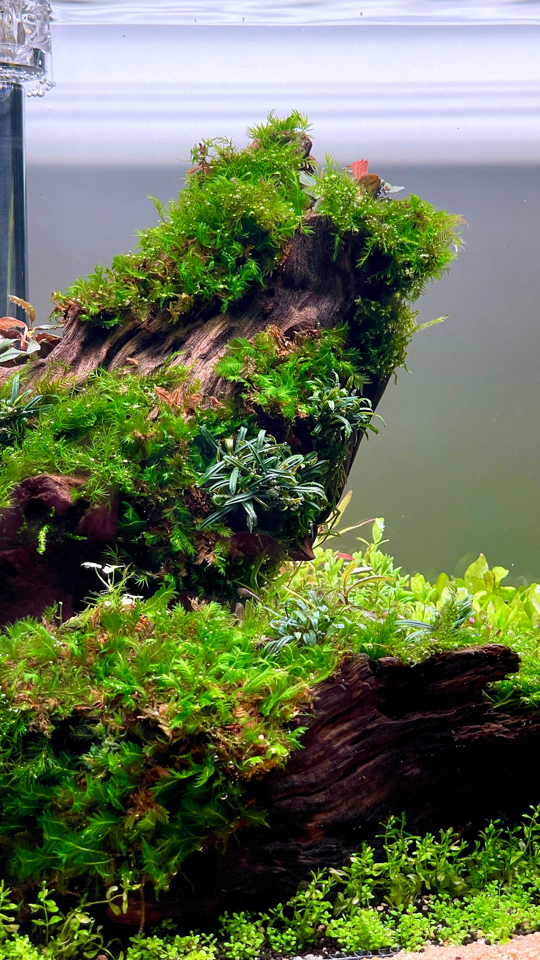 A close-up view of a planted aquarium corner featuring lush green moss, small aquatic plants, and dark driftwood logs in a tank setup.