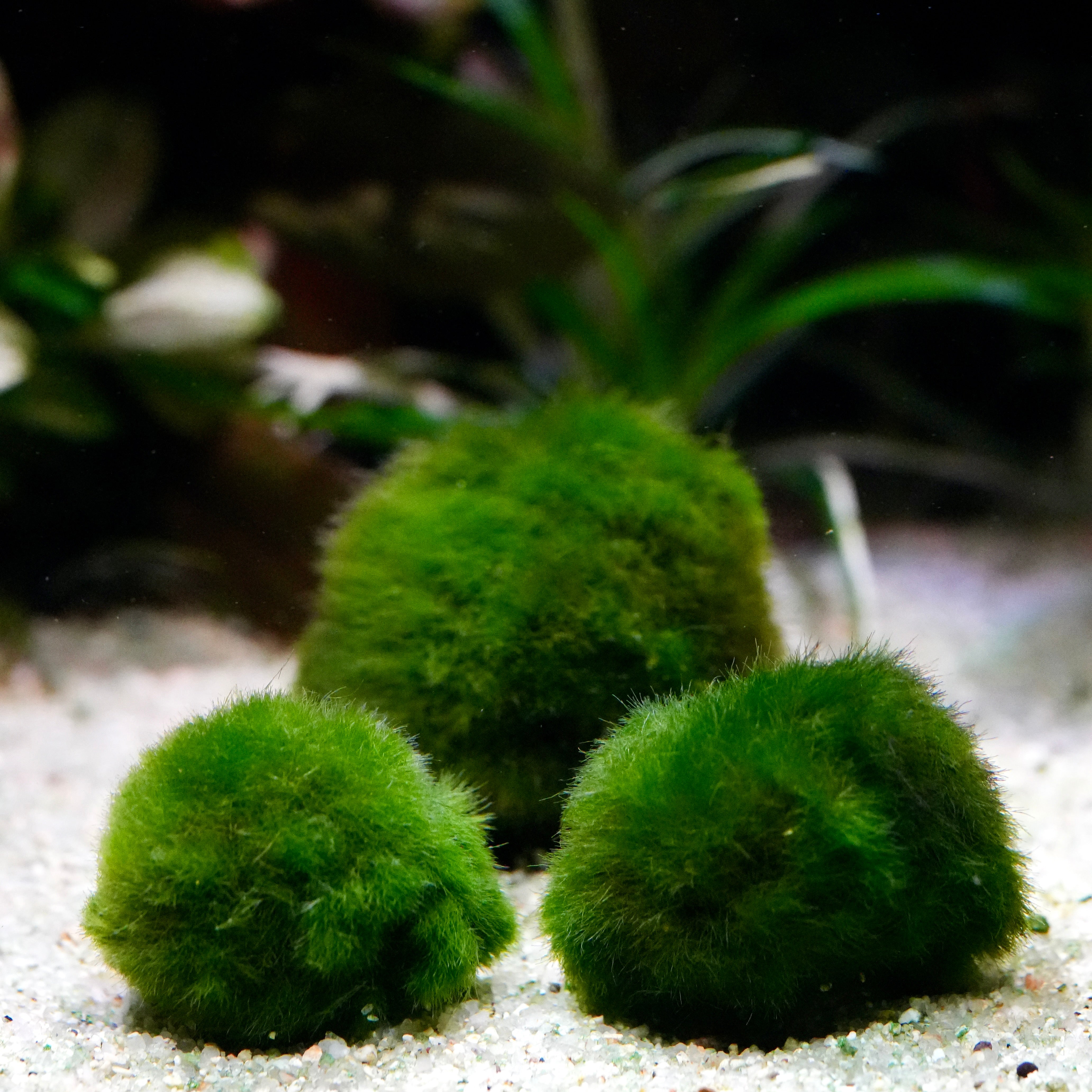 Three green marimo moss balls on a sandy surface with blurred plants in the background