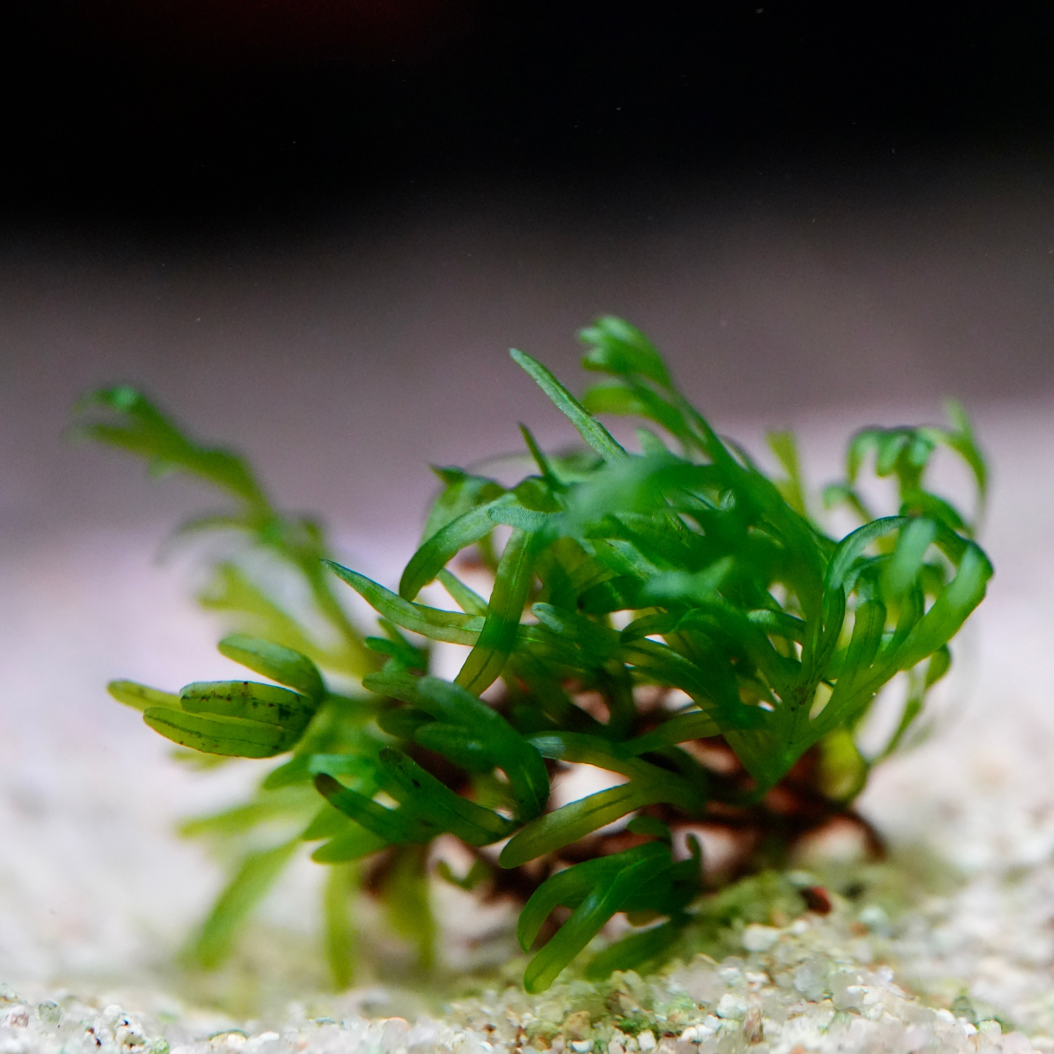 Close up of crepidomanes vietnam aquatic plant with green fronds