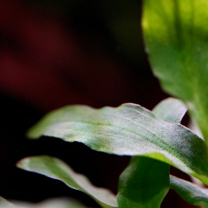 Macro shot of cryptocoryne affinis red aquatic plant leaf