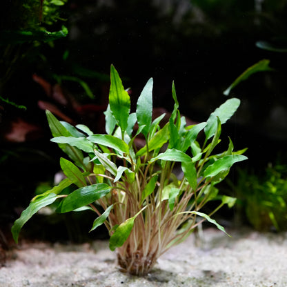 Aquatic cryptocoryne affinis red plant with green leaves on a dark background