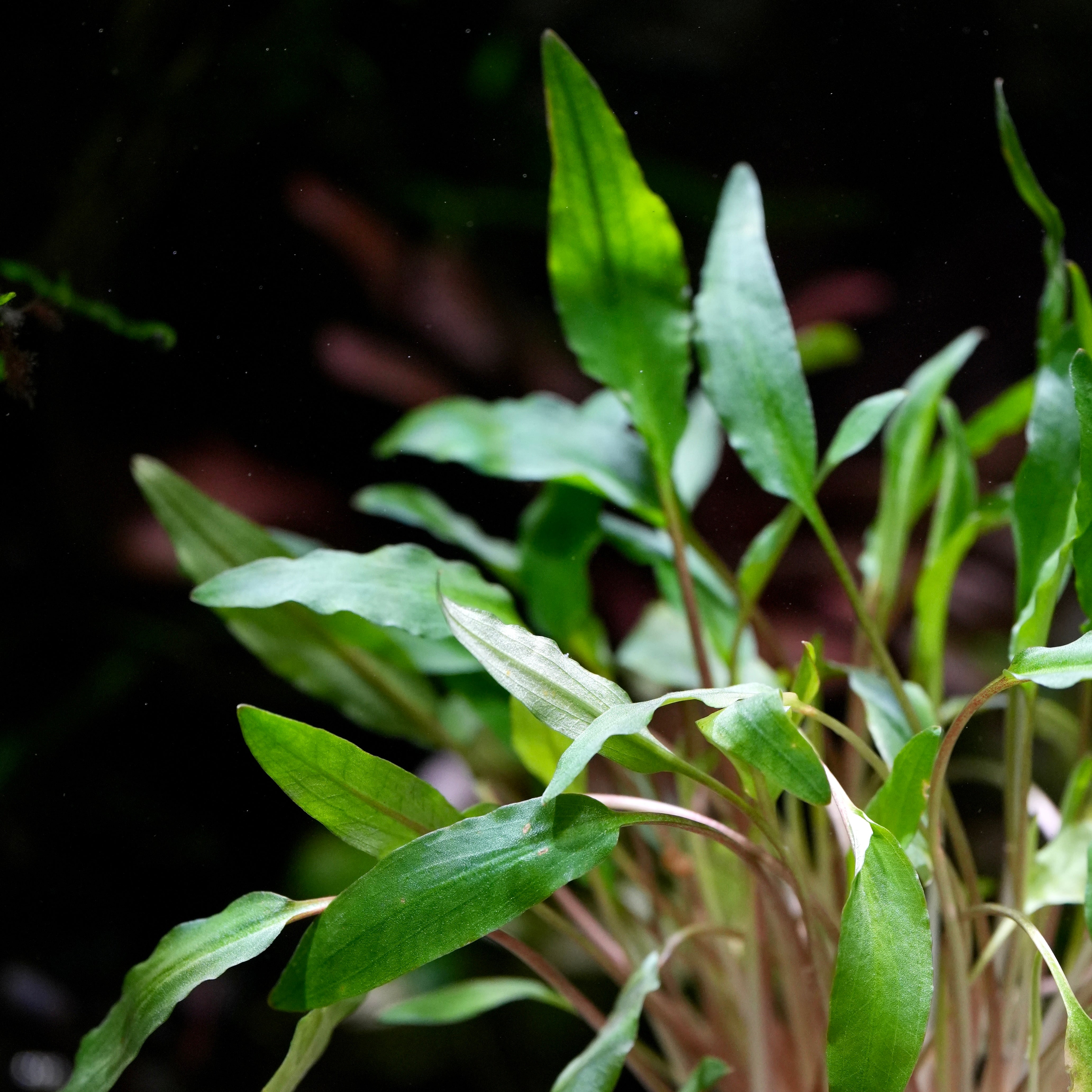 Close up of cryptocoryne affinis red aquatic plant green leaves