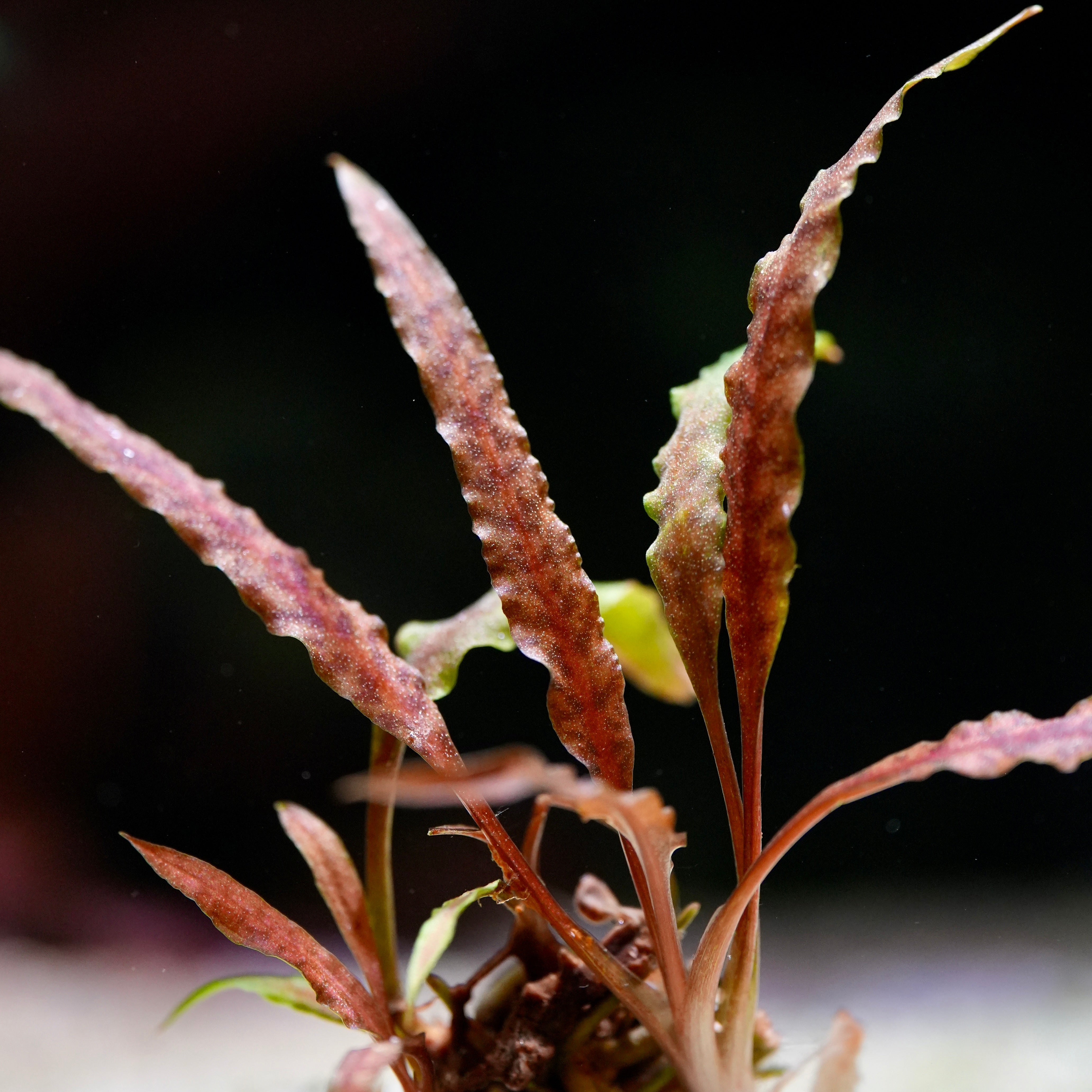 Close-up of aquatic plant cryptocoryne albida brown with red and green leaves on a dark background