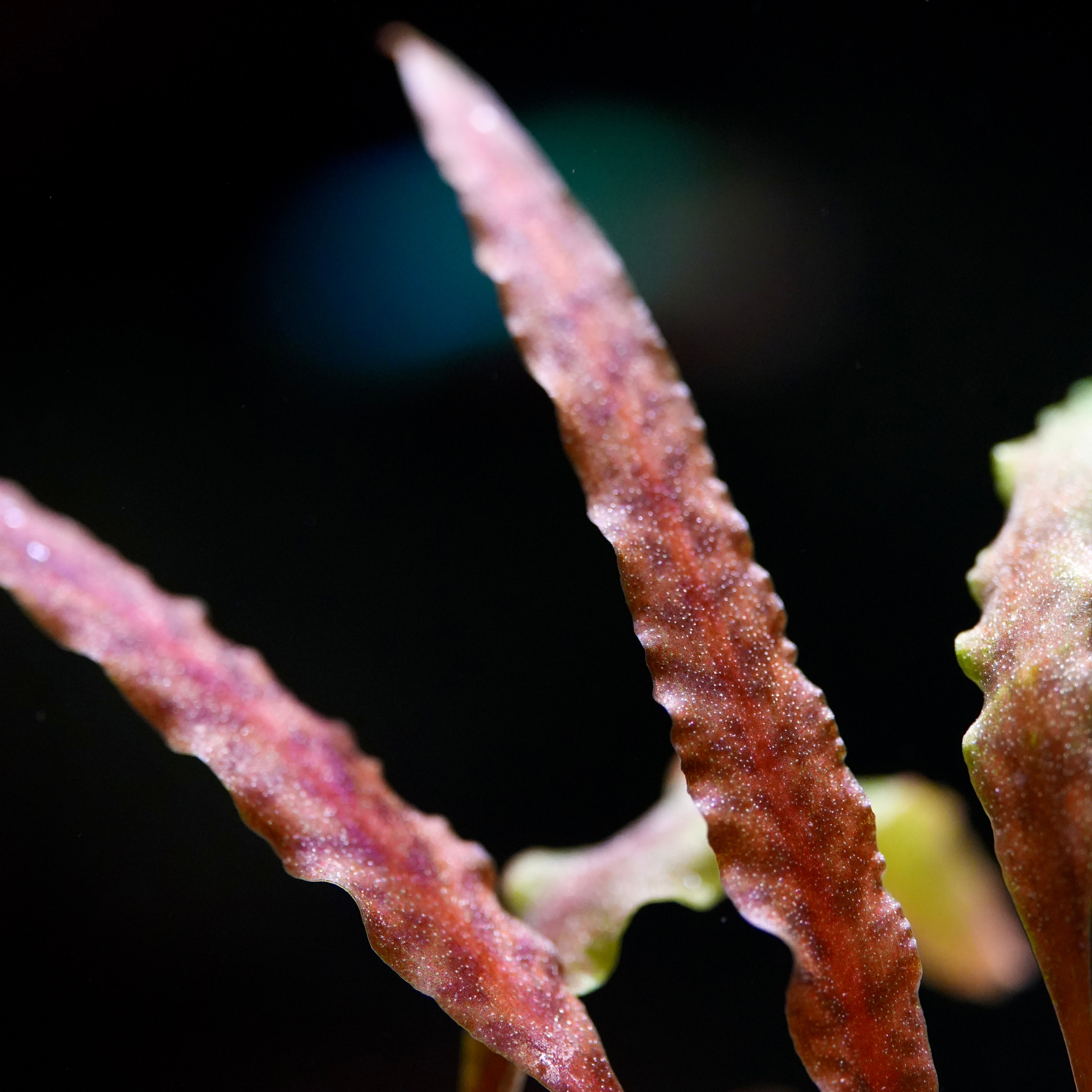 cryptocoryne albida brown aquatic plant leaf macro shot showing red and centre stripe