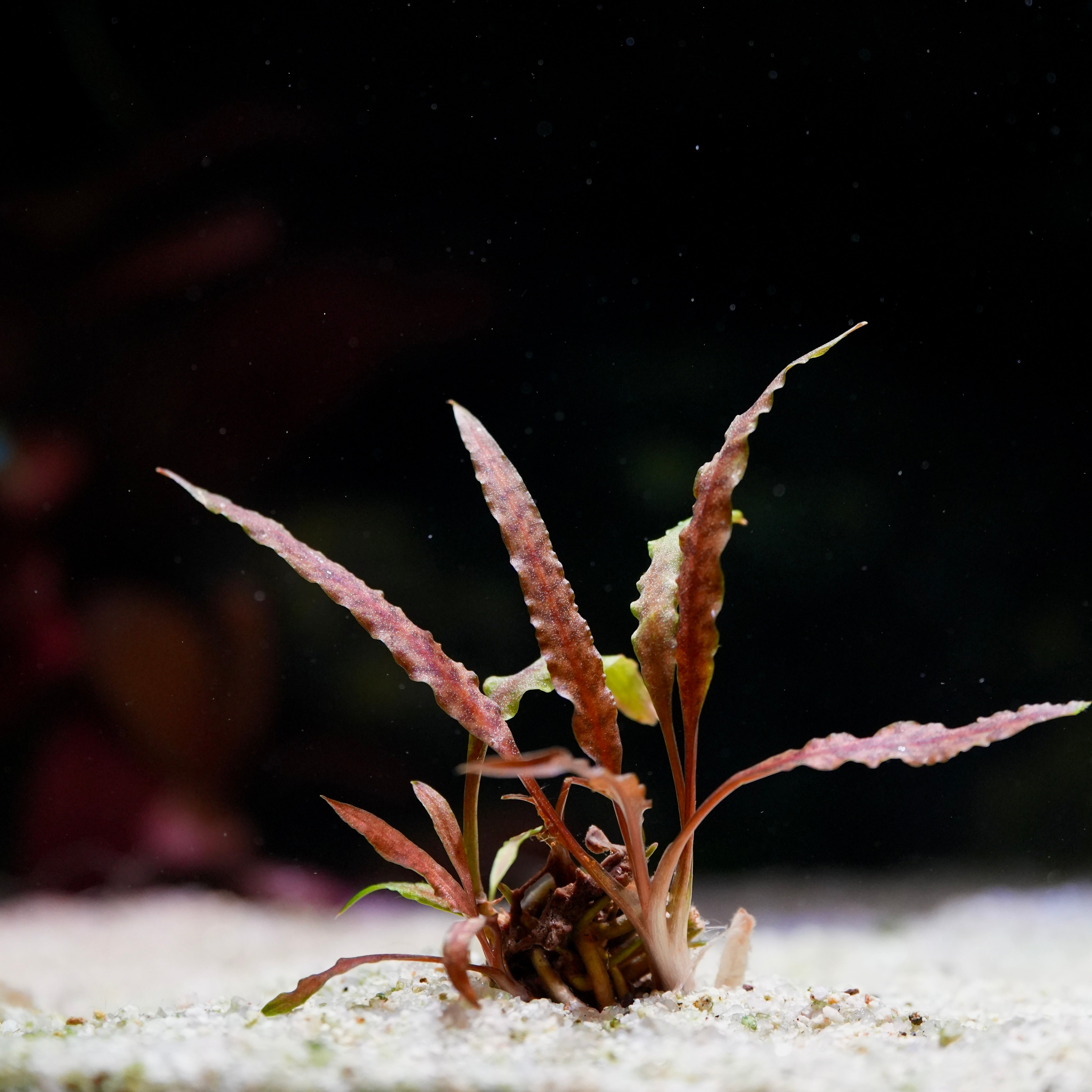 Aquatic plant cryptocoryne albida brown with pinkish red narrow leaves 