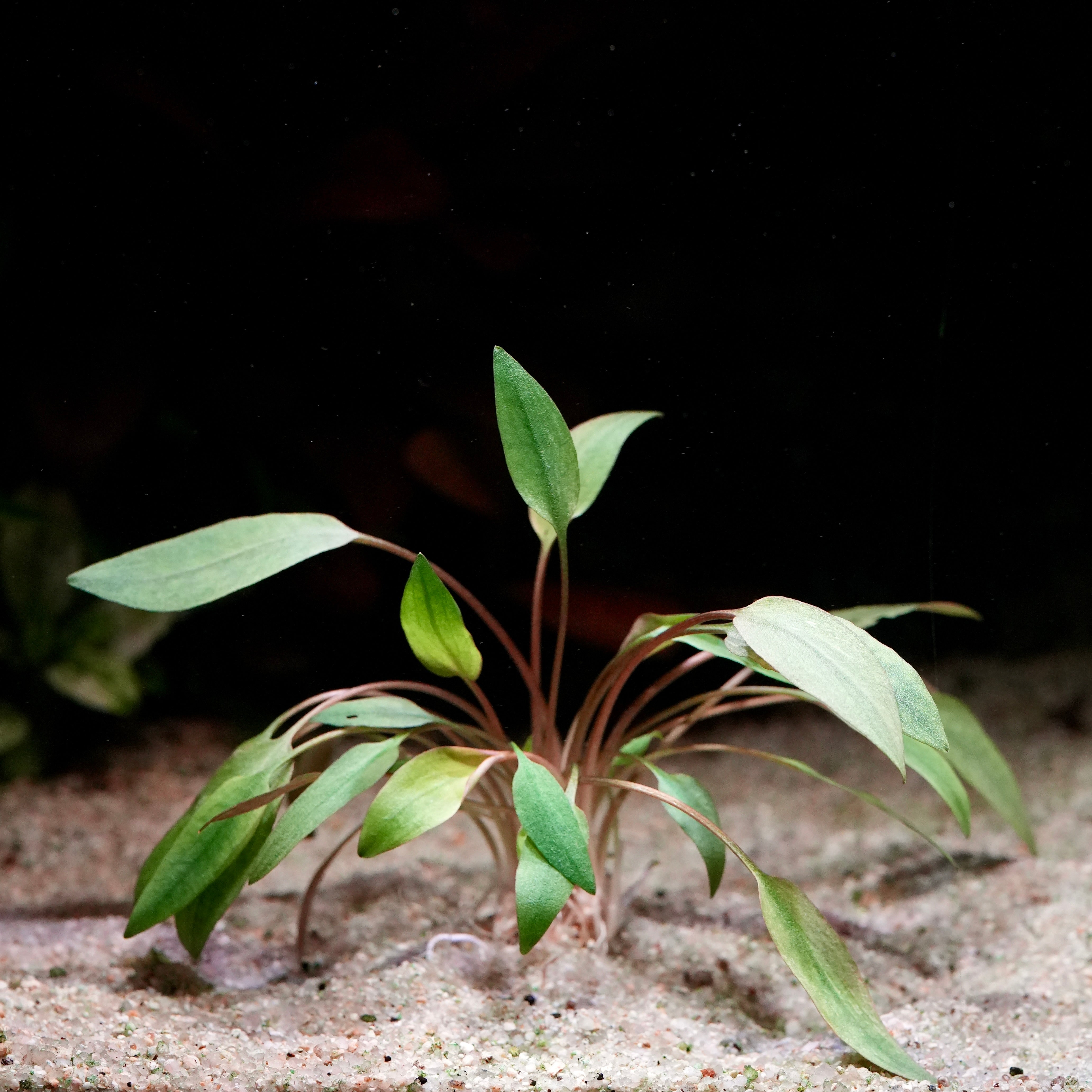 Small cryptocoryne beckettii aquarium plant