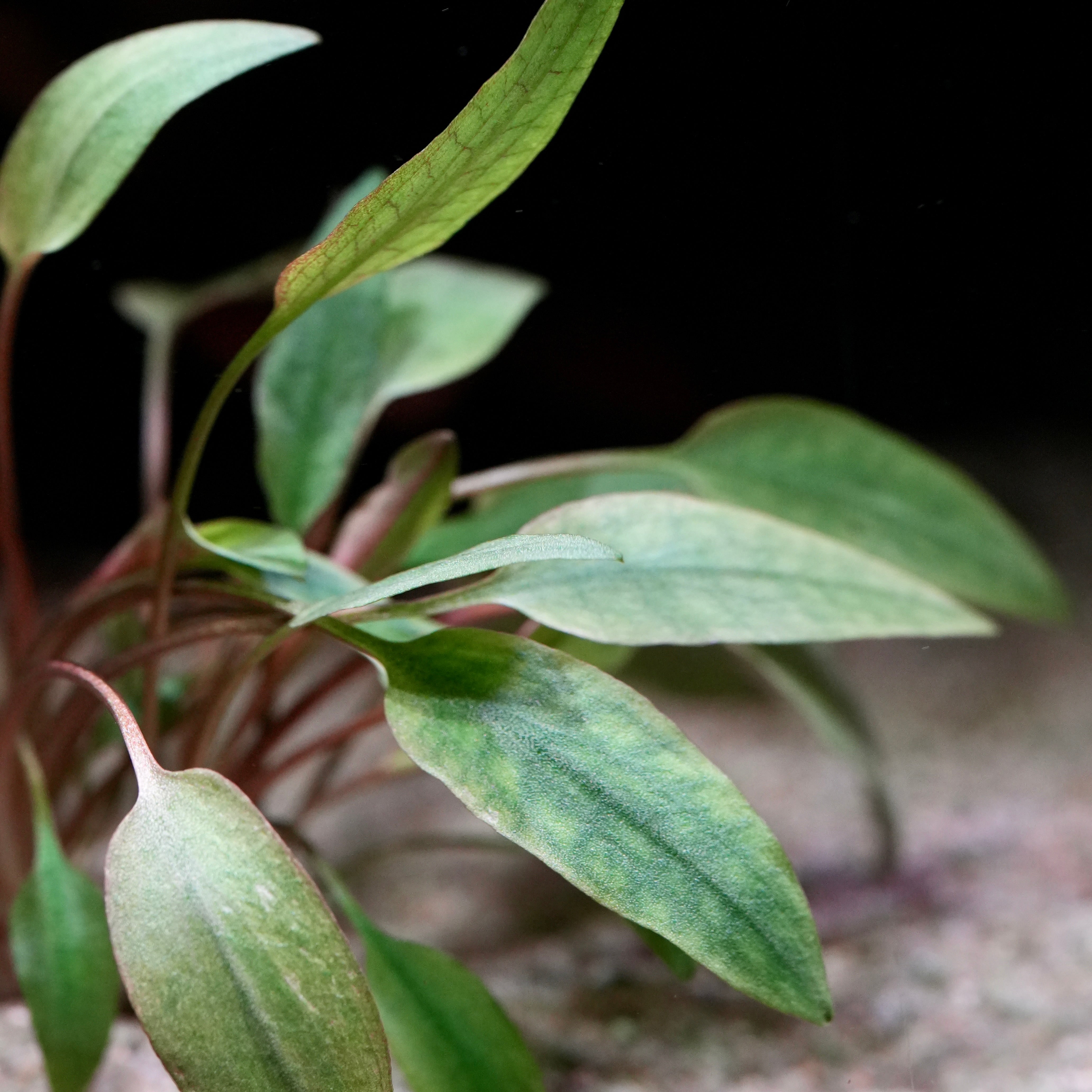 Close-up of a cryptocoryne beckettii aquarium plant with green leaves against a dark background