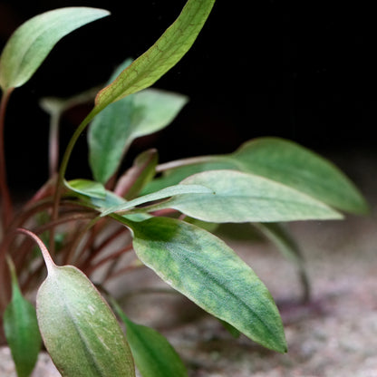 Close-up of a cryptocoryne beckettii aquarium plant with green leaves against a dark background
