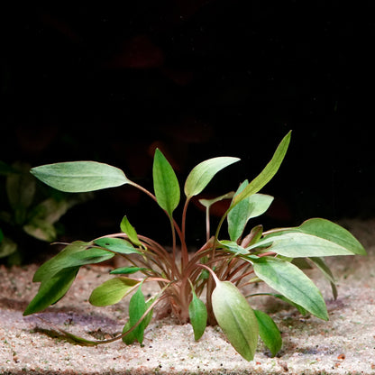 Medium green cryptocoryne beckettii aquarium plant in sandy substrate