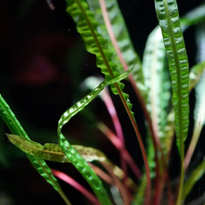 Close-up of cryptocoryne crispatula var. balansae aquarium plant with green and red leaves on a dark background