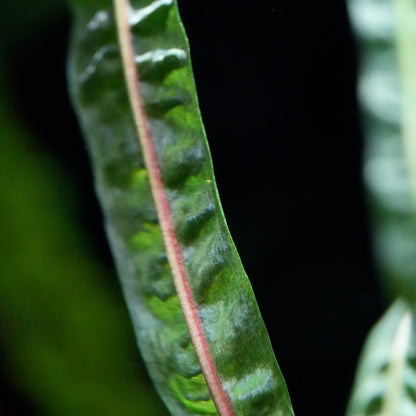 Macro shot of cryptocoryne crispatula var. balansae aquarium plant leaf