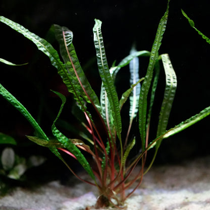 Aquatic cryptocoryne crispatula var. balansae aquarium plant with green leaves and red stems on a dark background