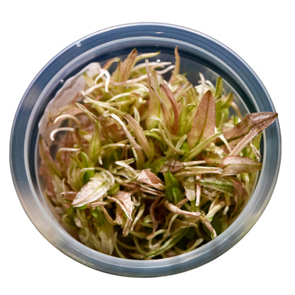 Pot of in vitro cryptocoryne flamingo pink aquarium plant