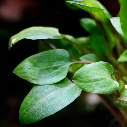 Macro shot of cryptocoryne mini round aquarium plant leaf