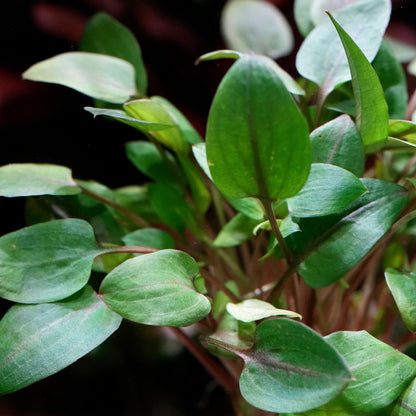 Close-up of cryptocoryne mini round aquarium plant with heart shaped leaves