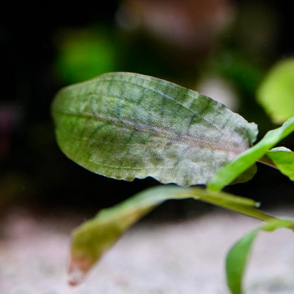 Macro shot of cryptocoryne nurii aquarium plant leaf with intricate veins