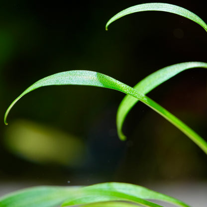 Macro shot of green cryptocoryne parva aquatic plant with water droplets on a blurred background