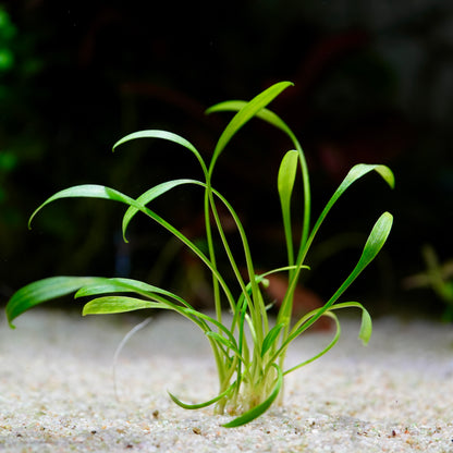 Green cryptocoryne parva aquatic plant on a sandy substrate with a blurred dark background