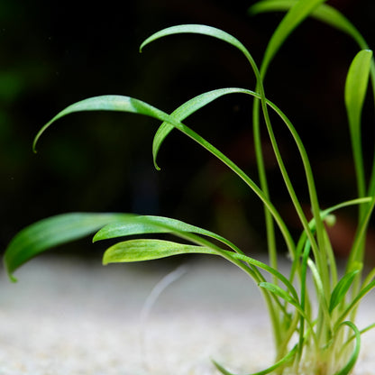 Close-up of green cryptocoryne parva aquatic plant on a blurred background