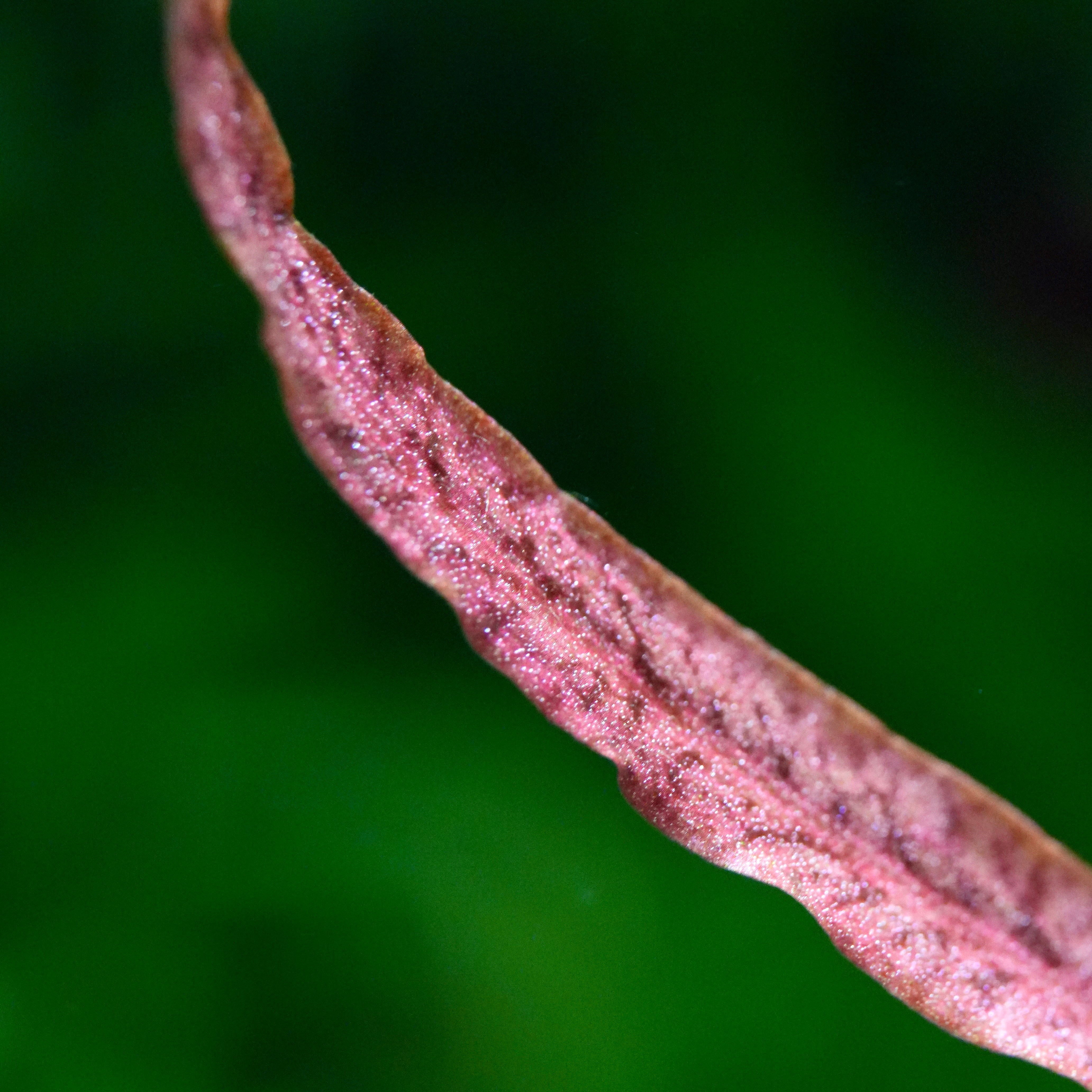 Macro shot of a red cryptocoryne spirals red aquatic plant leaf against a green background