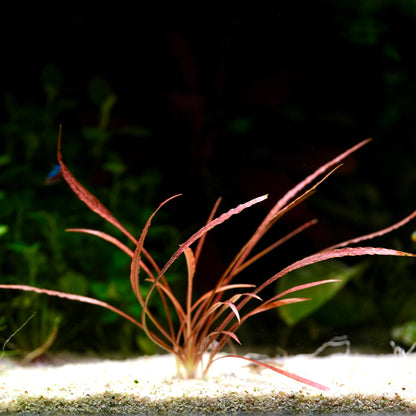 Cryptocoryne spirals red aquatic plant  with red leaves on a sandy substrate