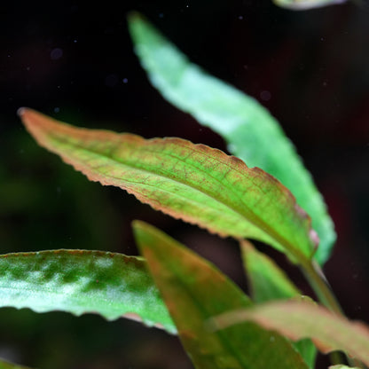 Close-up of green leaves cryptocoryne undulata broad leaf aquatic plant 