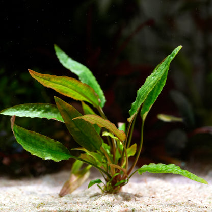 Green and yellow leafed cryptocoryne undulata broad leaf aquatic plant on a sandy substrate