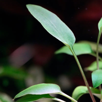 Close-up of green leaves cryptocoryne undulatus red aquarium plant with a blurred background