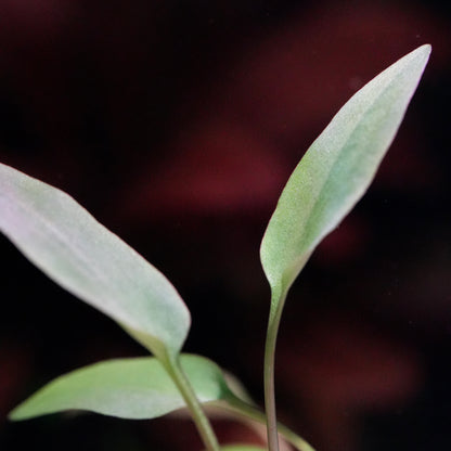 Macro shot of cryptocoryne undulatus red aquarium plant leaf
