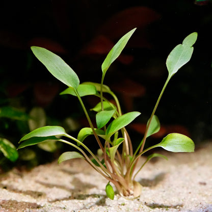 Small green cryptocoryne undulatus red aquarium plant in an aquarium setting with a dark background