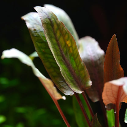Close-up of green leaves of cryptocoryne usteriana aquatic plant  with a dark background