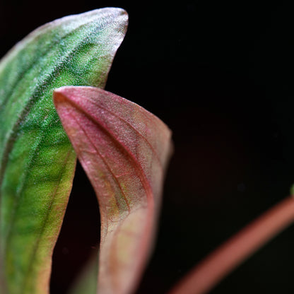 macro shot of green and red leaf from cryptocoryne usteriana aquatic plant 