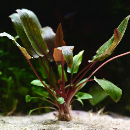Green cryptocoryne usteriana aquatic plant with red stems on a dark background