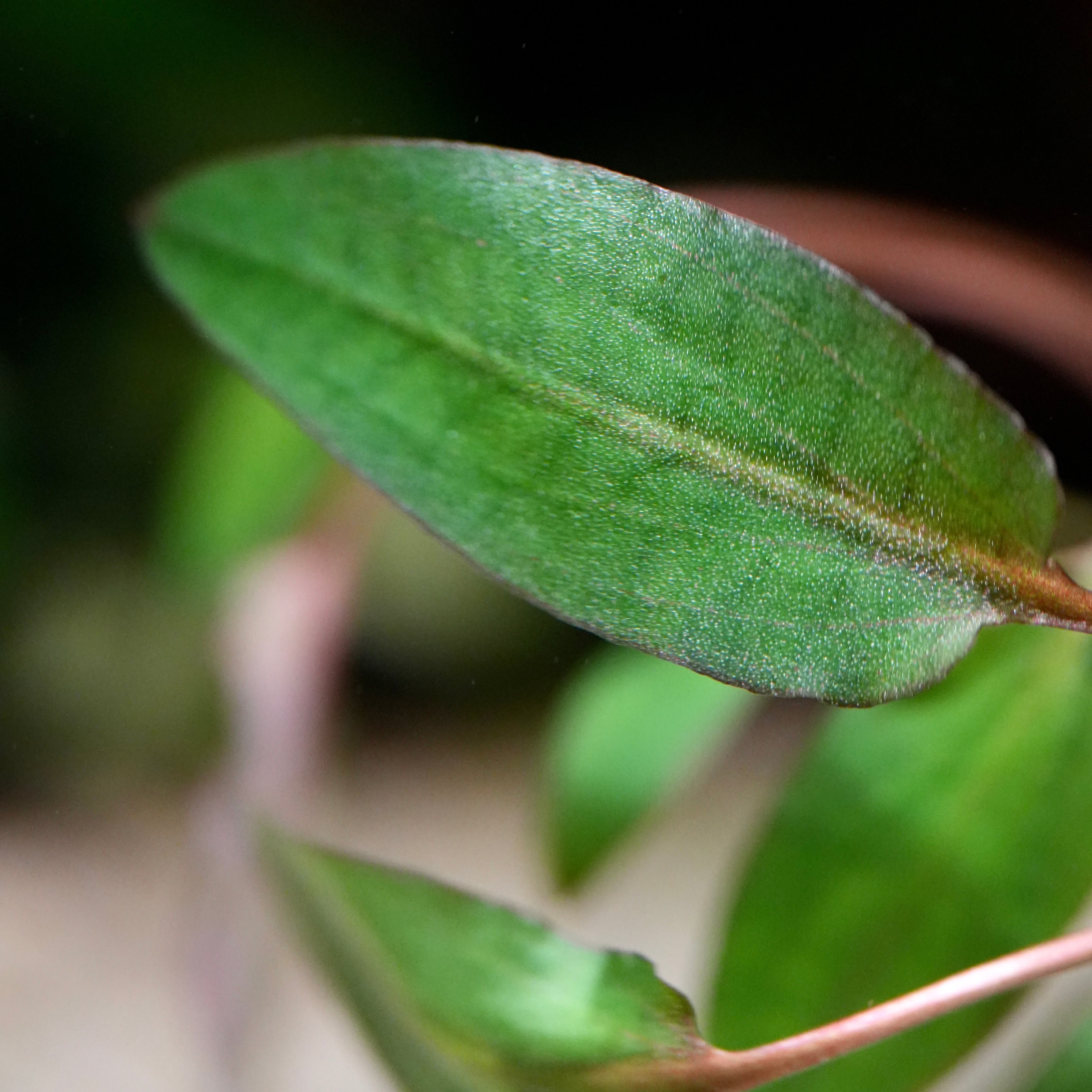 Macro shot of cryptocoryne wendtii brown aquarium plant leaf
