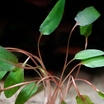 Close-up of cryptocoryne wendtii brown aquarium plant 