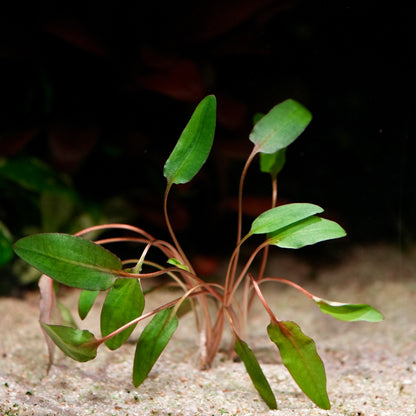 Small green cryptocoryne wendtii brown aquarium plant with thin stems on a dark background