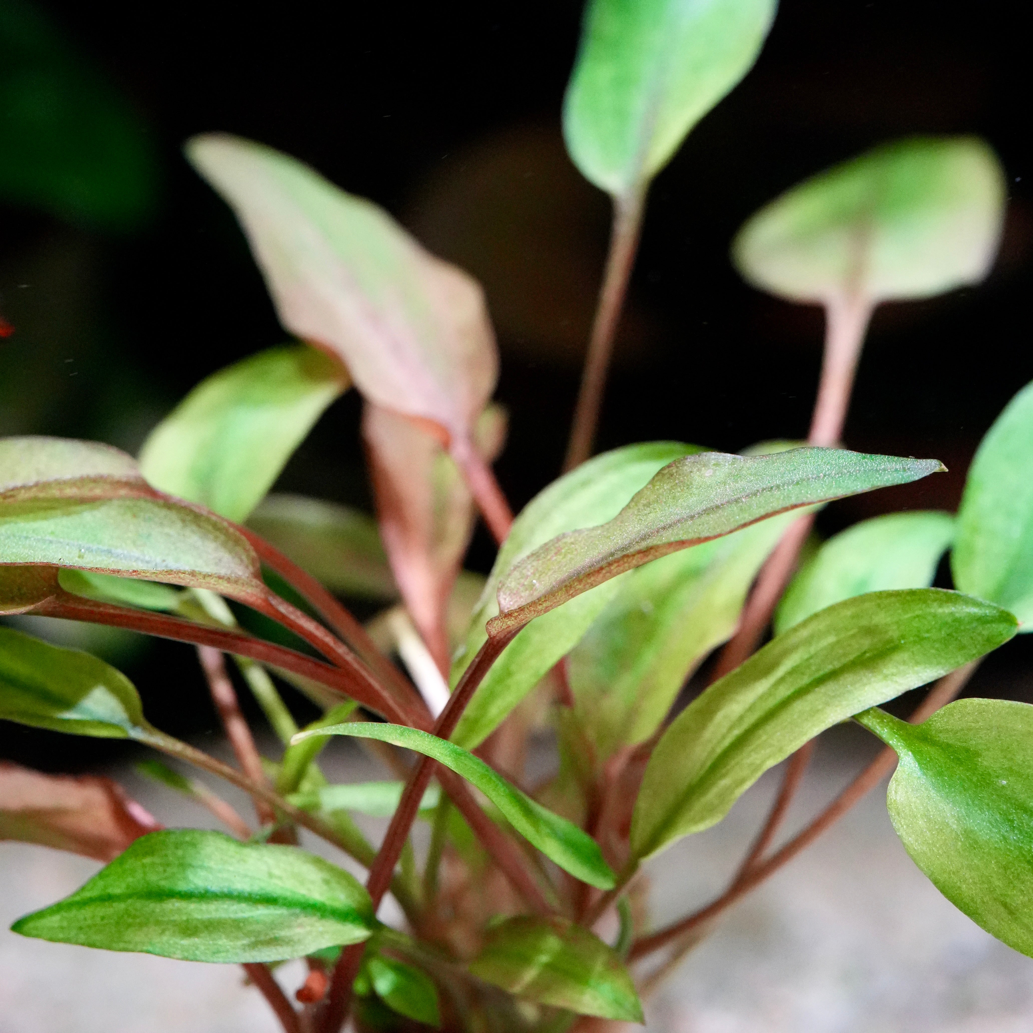 Close-up of cryptocoryne wendtii florida sunset aquarium plant with bushy green and pinkish leaves