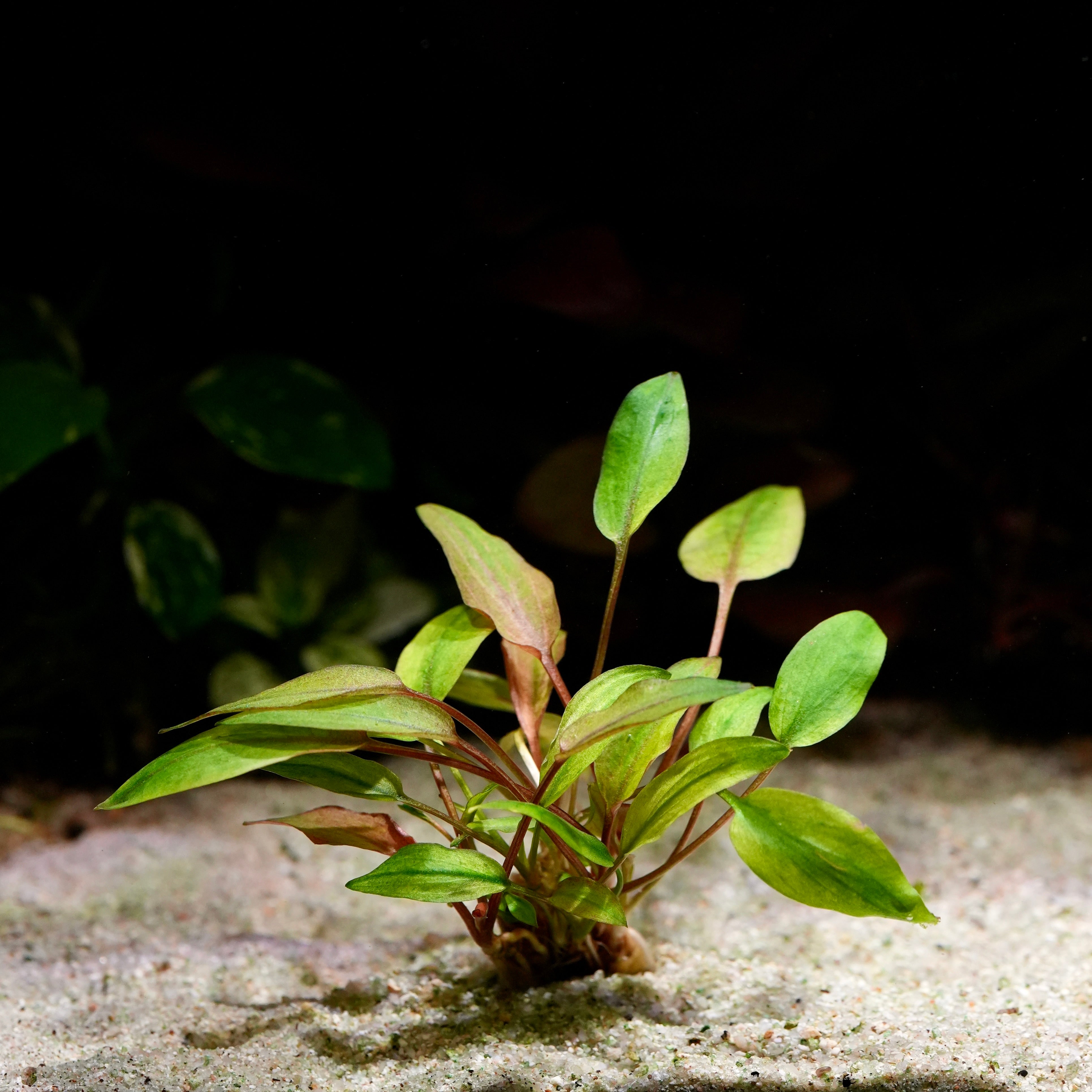Cryptocoryne wendtii florida sunset aquarium plant with green, orange and red leaves